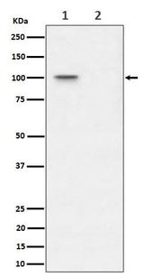 Anti-Phospho-Nucleolin (T76) Rabbit Monoclonal Antibody Boster Bio