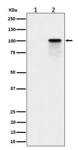 Anti-Phospho-Nucleolin (T84) Rabbit Monoclonal Antibody Boster Bio