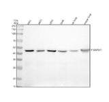 Anti-Phospho-MEK1 (S298) MAP2K1 Rabbit Monoclonal Antibody Boster Bio