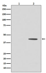 Anti-Phospho-MEK1 (T292) MAP2K1 Rabbit Monoclonal Antibody Boster Bio