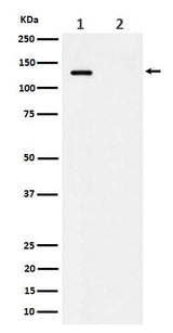 Anti-Phospho-MCM2 (S41) Rabbit Monoclonal Antibody Boster Bio