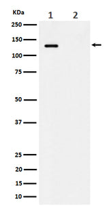 Anti-Phospho-MCM2 (S41) Rabbit Monoclonal Antibody Boster Bio