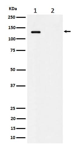 Anti-Phospho-MCM2 (S41) Rabbit Monoclonal Antibody Boster Bio