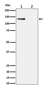 Anti-Phospho-MCM2 (S108) Rabbit Monoclonal Antibody Boster Bio