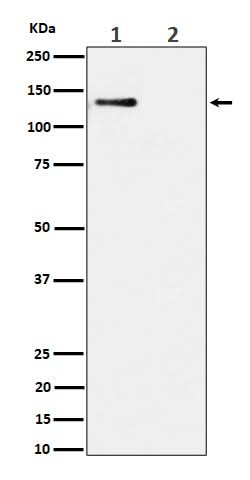 Anti-Phospho-MCM2 (S108) Rabbit Monoclonal Antibody Boster Bio