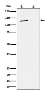 Anti-Phospho-MCM2 (S27) Rabbit Monoclonal Antibody Boster Bio