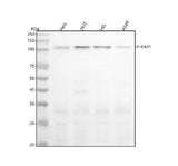 Anti-Phospho-KAP1 (S824) Rabbit Monoclonal Antibody Boster Bio