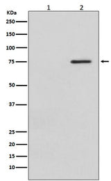 Anti-Phospho-Raf1 (S621) Rabbit Monoclonal Antibody Boster Bio