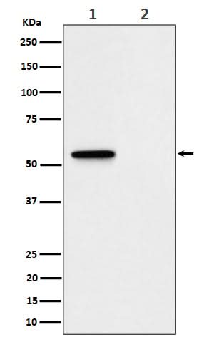 Anti-Phospho-MLKL (S345) Rabbit Monoclonal Antibody Boster Bio