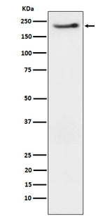 Anti-Phospho-ErbB3 (Y1222) Rabbit Monoclonal Antibody Boster Bio