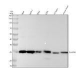 Anti-Phospho-Hsp27 (S82) HSPB1 Rabbit Monoclonal Antibody Boster Bio
