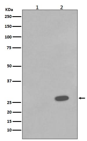 Anti-Phospho-Hsp27 (S78) HSPB1 Rabbit Monoclonal Antibody Boster Bio