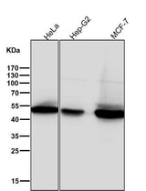 Anti-Phospho-GSK3 beta (Ser9) Rabbit Monoclonal Antibody Boster Bio