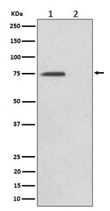 Anti-Phospho-eIF4B (S406) Rabbit Monoclonal Antibody Boster Bio
