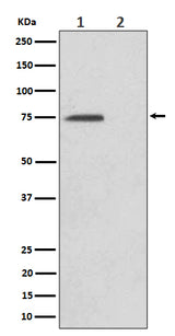 Anti-Phospho-eIF4B (S406) Rabbit Monoclonal Antibody Boster Bio