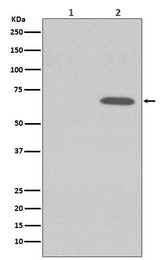 Anti-Phospho-AMPK alpha 1 (S496) PRKAA1 Rabbit Monoclonal Antibody Boster Bio