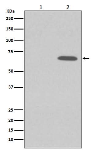 Anti-Phospho-AMPK alpha 1 (S496) PRKAA1 Rabbit Monoclonal Antibody Boster Bio