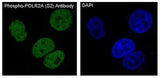Anti-Phospho-POLR2A (S2) Rabbit Monoclonal Antibody Boster Bio