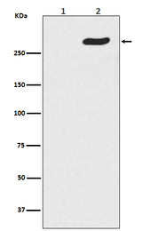 Anti-Phospho-POLR2A (S5) Rabbit Monoclonal Antibody Boster Bio