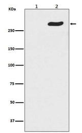 Anti-Phospho-POLR2A (S5) Rabbit Monoclonal Antibody Boster Bio