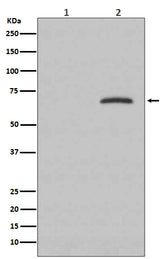 Anti-Phospho-Paxillin (Y118) PXN Rabbit Monoclonal Antibody Boster Bio