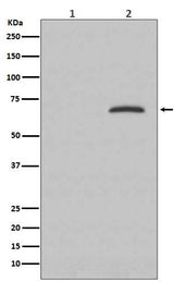 Anti-Phospho-Paxillin (Y118) PXN Rabbit Monoclonal Antibody Boster Bio