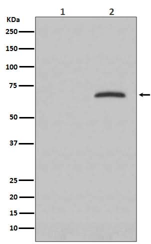 Anti-Phospho-Paxillin (Y118) PXN Rabbit Monoclonal Antibody Boster Bio