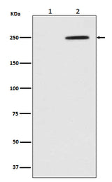 Anti-Phospho-GCN2 (T899) EIF2AK4 Rabbit Monoclonal Antibody Boster Bio