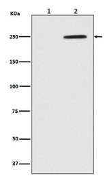 Anti-Phospho-GCN2 (T899) EIF2AK4 Rabbit Monoclonal Antibody Boster Bio