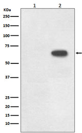 Anti-Phospho-Cdc6 (S54) Rabbit Monoclonal Antibody Boster Bio