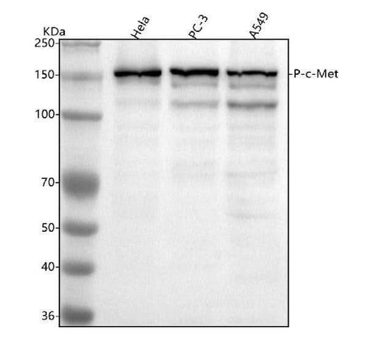 Anti-Phospho-Met (c-Met) (Y1349) Rabbit Monoclonal Antibody Boster Bio