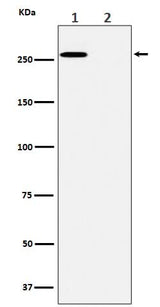 Anti-Phospho-ACC(S80) Rabbit Monoclonal Antibody Boster Bio