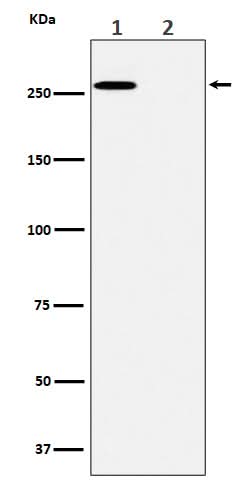Anti-Phospho-ACC(S80) Rabbit Monoclonal Antibody Boster Bio