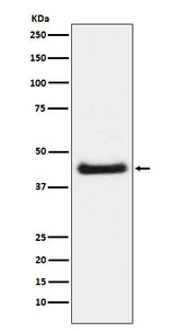 Anti-Phospho-c-Jun (S63) Rabbit Monoclonal Antibody Boster Bio