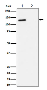 Anti-Phospho-p130(T986) Rabbit Monoclonal Antibody Boster Bio