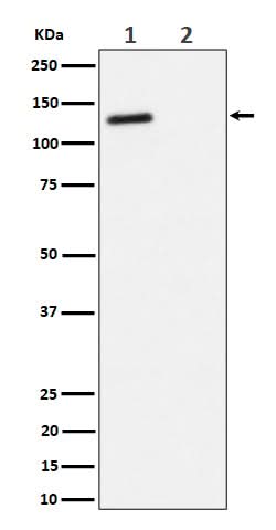 Anti-Phospho-p130(T986) Rabbit Monoclonal Antibody Boster Bio
