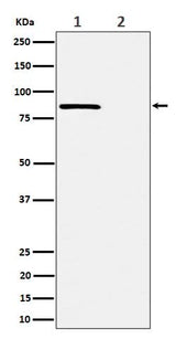 Anti-Phospho-Rad17 (S656) Rabbit Monoclonal Antibody Boster Bio