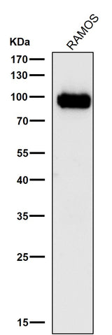 Anti-Phospho-CDC37 (S13) Rabbit Monoclonal Antibody Boster Bio