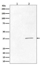 Anti-Phospho-CrkII (Tyr221) Rabbit Monoclonal Antibody Boster Bio