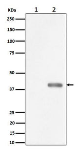 Anti-Phospho-PBK/TOPK (Thr9) Rabbit Monoclonal Antibody Boster Bio