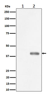 Anti-Phospho-PBK/TOPK (Thr9) Rabbit Monoclonal Antibody Boster Bio