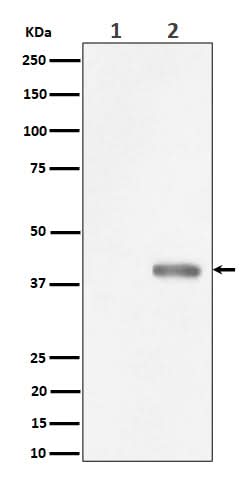 Anti-Phospho-PBK/TOPK (Thr9) Rabbit Monoclonal Antibody Boster Bio