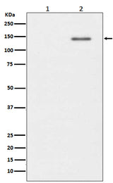 Anti-Phospho-SHIP (Y1020) INPP5D Rabbit Monoclonal Antibody Boster Bio