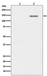 Anti-Phospho-SHIP (Y1020) INPP5D Rabbit Monoclonal Antibody Boster Bio