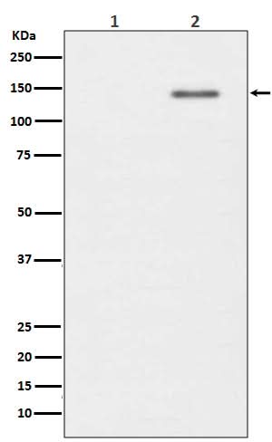 Anti-Phospho-SHIP (Y1020) INPP5D Rabbit Monoclonal Antibody Boster Bio