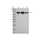 Anti-Phospho-Glycogen synthase 1 (S641) GYS1 Rabbit Monoclonal Antibody Boster Bio