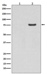 Anti-Phospho-Synapsin I (S9) Rabbit Monoclonal Antibody Boster Bio