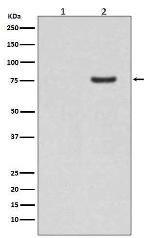 Anti-Phospho-Synapsin I (S9) Rabbit Monoclonal Antibody Boster Bio