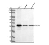 Anti-Phospho-EIF2S1 (S51) Rabbit Monoclonal Antibody Boster Bio