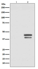 Anti-Phospho-JunD (S255) Rabbit Monoclonal Antibody Boster Bio